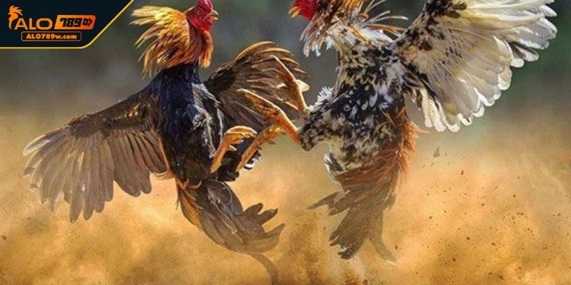 Lý do nên tham gia Đá Gà tại sân chơi ALO789? Lý do nên tham gia Đá Gà tại sân chơi ALO789?