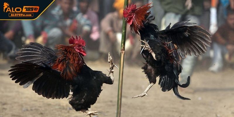 Đá Gà ALO789 với giống gà nòi Đá Gà ALO789 với giống gà nòi