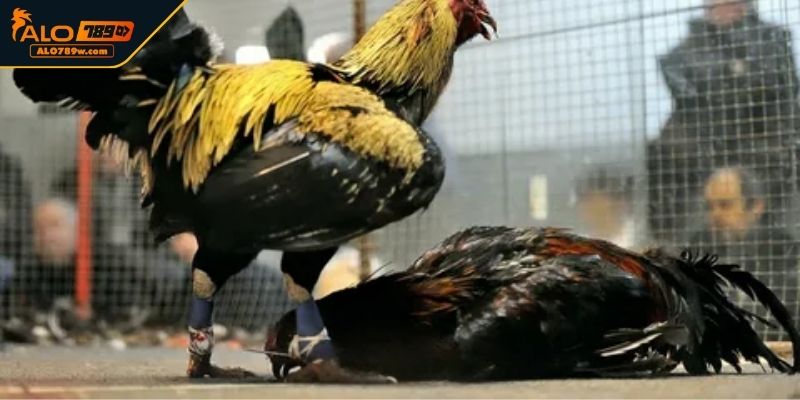 Gà Peru cực chiến Gà Peru cực chiến
