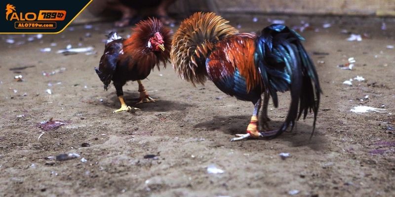 Đá gà cựa dao là gì? Đá gà cựa dao là gì?