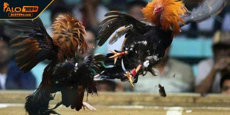 Phân tích kèo cược trong đá gà cựa dao Phân tích kèo cược trong đá gà cựa dao