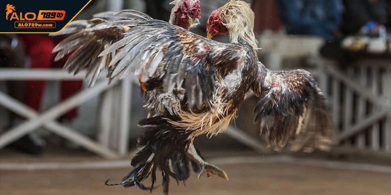 Hướng dẫn cách xem đá gà đòn trực tiếp cùng cao thủ Hướng dẫn cách xem đá gà đòn trực tiếp cùng cao thủ