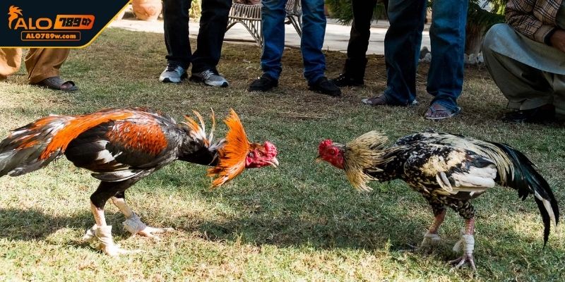 Tìm hiểu gà đòn là gì? Tìm hiểu gà đòn là gì?
