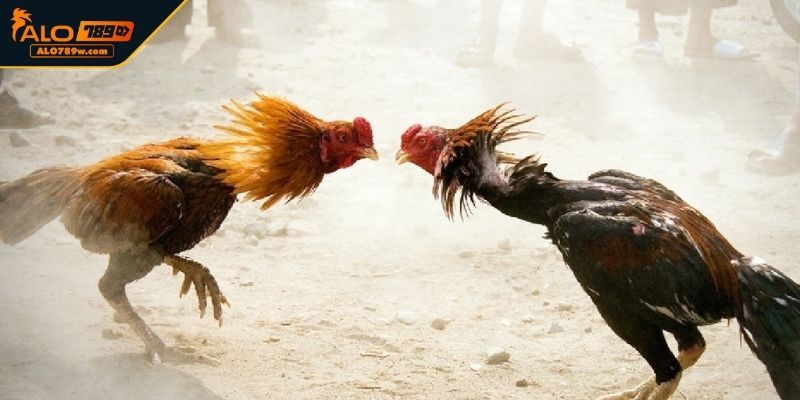 Lựa chọn gà có sức chiến Lựa chọn gà có sức chiến