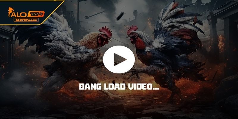Những lưu ý khi theo dõi đá gà Thomo trực tiếp Những lưu ý khi theo dõi đá gà Thomo trực tiếp