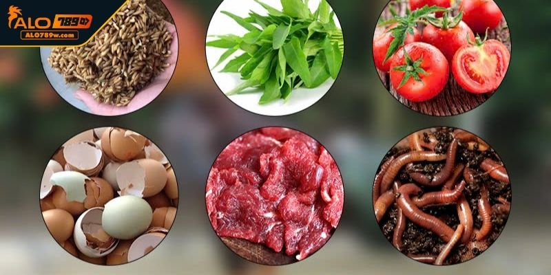 Chế độ dinh dưỡng dành cho chiến kê trước trận đấu Chế độ dinh dưỡng dành cho chiến kê trước trận đấu