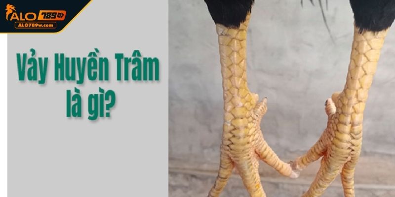 Vảy Gà Huyền Trâm là gì? Vảy Gà Huyền Trâm là gì?
