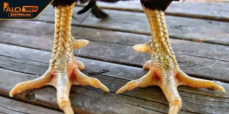 Vảy Huyền Trâm Tam Tài Vảy Huyền Trâm Tam Tài